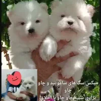 توله سامویید
