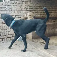 سگ سرابی|سگ|دورود, |دیوار