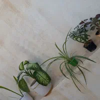 گل های طبیعی
