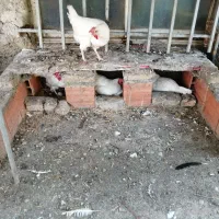 تخم مرغ
