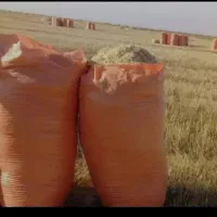 کاه زابل