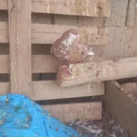 ساده هفترنگ زرد افشون ساده زرد کاکلی کبوتر شیرازی