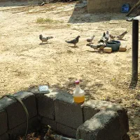 فروش چند جفت کبوتر پرودلا روزگاری