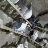 کفتر تهرانی ۲۵تاازکاشان