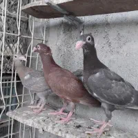 کبوتربغدادی کاکل