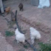 جوجه