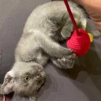 بچه گربه اسکاتیش