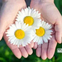 گل بابونه