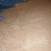 گندم دیم سرخس
