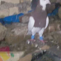 کفتر
