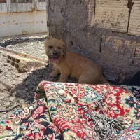 سگ شیتزو پاکوتاه