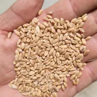 گندم پیشگام بذری و  نونی