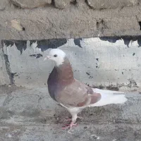 کفتر گرفتنی از بلندی پرشی