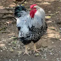 جوجه ویاندوت سیلور