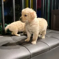 گلدن رتریور golden retriever