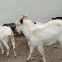 نر بز یک و نیم سال اصل سانن