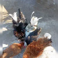 حیوانات مزرعه