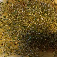 تخم رنجر.قره.برسیم