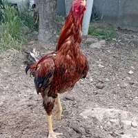 خروس لاری 10 ماهه
