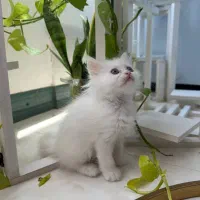 گربه ماده پرشین اصیل سفید برفی
