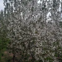باغ نصف نقد الباقی چک یکساله بادرخت۱۵ساله مجوزساخت