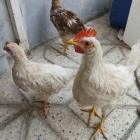 جوجه