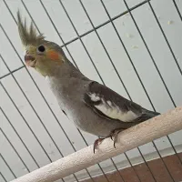 عروس هلندی