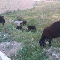 بره گوسفند بز