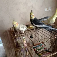 2 جفت عروس هلندی