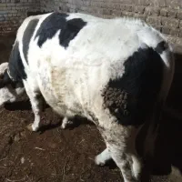 گاو نر سیمینتال اصل به فروش میرسد