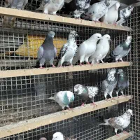 کبوتر   رنگی