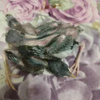 مرغ مینا