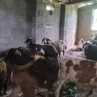 گوساله درجه یک سیمینتال  از۱۳۵شروع قیمت ها