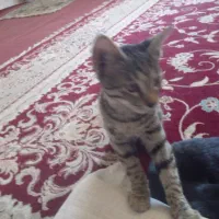 گربه خانگی