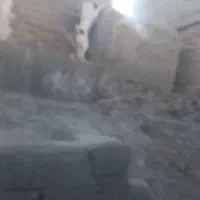 سگ سرابی نر