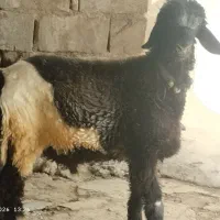 بره نر