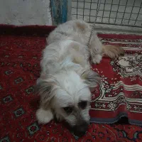 سگ میکس تریر ماده واگذاری
