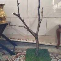 استند طوطی عروس هلندی ملنگو