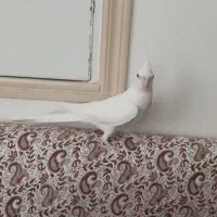 عروس هلندی ماده