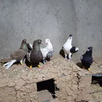 کفتر