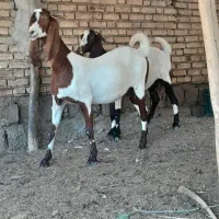 یک رئس بز پاکستانی آبستن