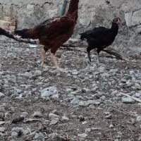مرغ خروس