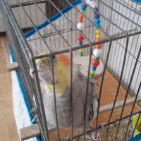 عروس هلندی آواز خوان