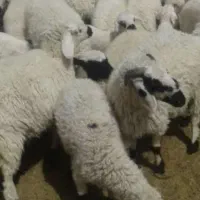 فروش گوسفندزنده دراسلامشهر شبانه روز