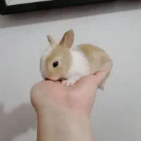 بچه خرگوش کوچولو