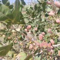 پسته|خوردنی و آشامیدنی|تربت جام, حافظ|دیوار
