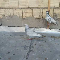 کفتر سینه‌سبزیال‌سبز