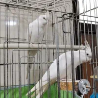 عروس هلندی البینو مولد