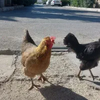 مرغ محلی و گلپایگانی