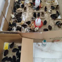 فروش جوجه ی محلی دو هفته ای